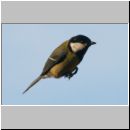 Parus major - Kohlmeise 04.jpg